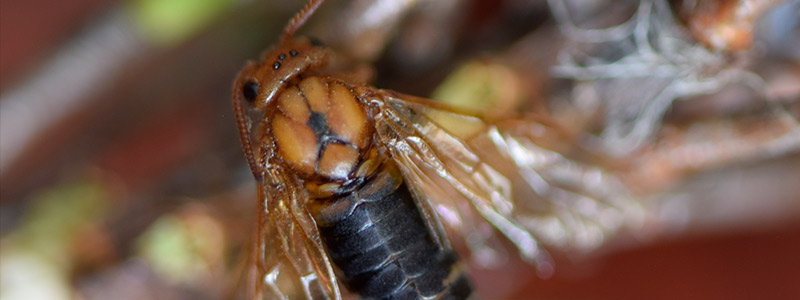 Alerta de plaga atípica en la sierra norte de Oaxaca, amenaza a 340 hectaréas