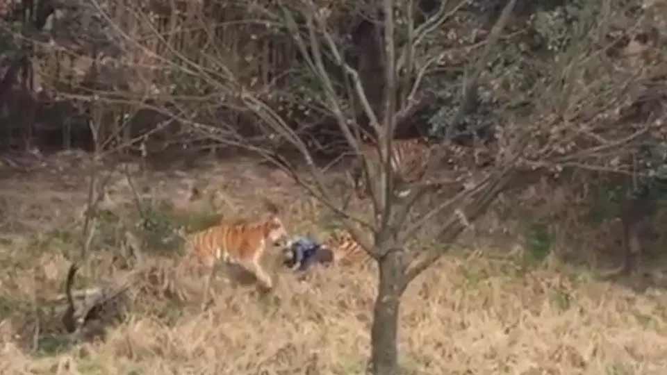 Muere hombre en China por ataque de tigre
