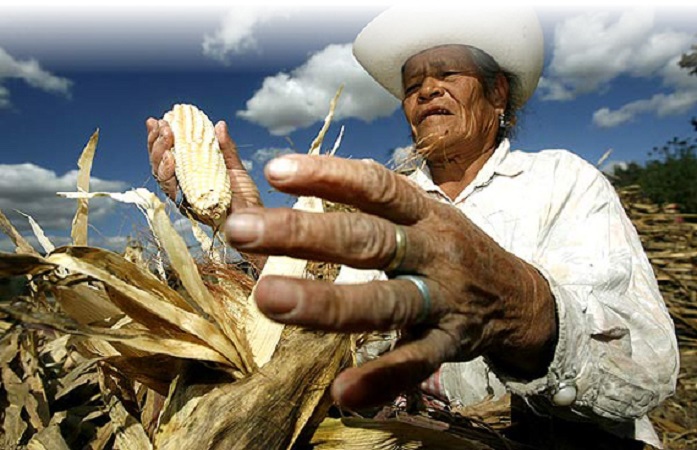 La moneda sigue en el aire para maíz mexicano
