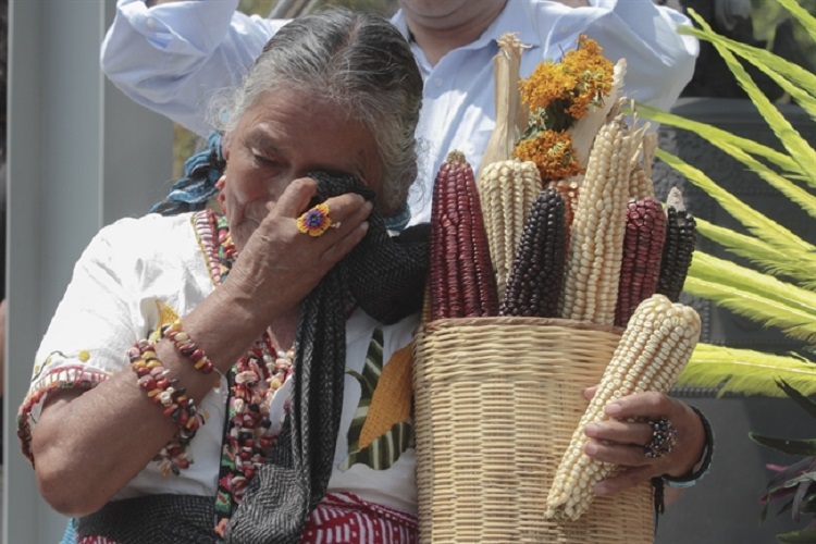 Futuro del maíz de México en manos de magistrados de Primer Tribunal Colegiado en materia Civil