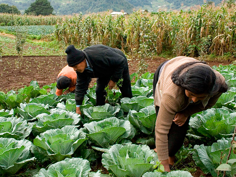 SAGARPA fortalecerá protección al patrimonio agroalimentario nacional