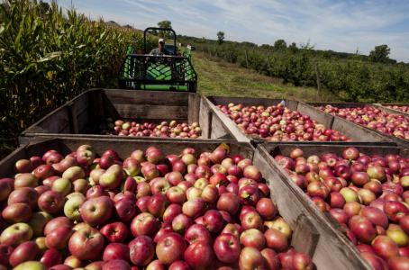 Cámara de Diputados pide frenar importación de manzana por competencia desleal
