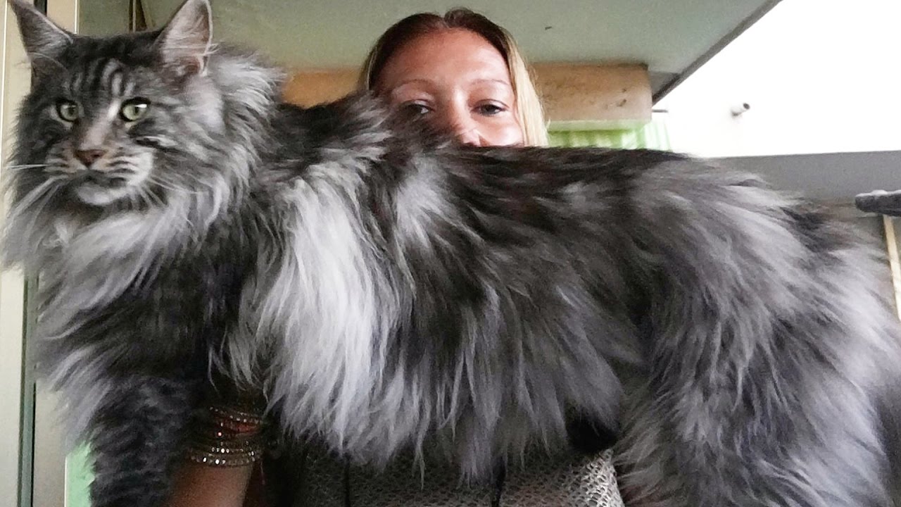 Maine Coon, el gato gigante que todos quieren tener