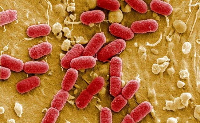 OMS divulga lista de las 12 familias de bacterias más peligrosas