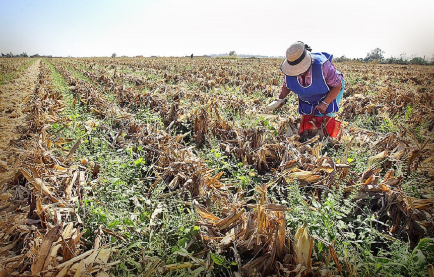 Nueva Alianza piden mayor acceso en programas para el campo