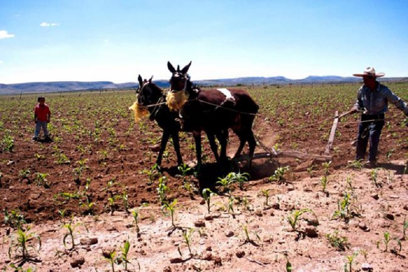 El gremio agronómico volverá a ser el “motor que impulse el desarrollo del campo”: CNA