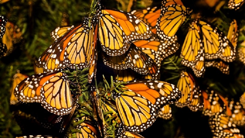 Crearán comisión interestatal Michoacán-Edomex en la Reserva de la Biósfera de la Mariposa Monarca