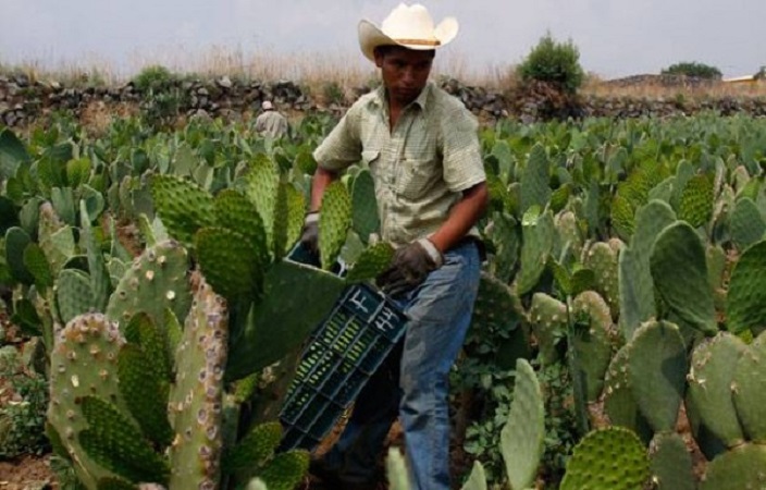 Refuerza gobierno capitalino acciones para apoyar a productores del campo de la CDMX