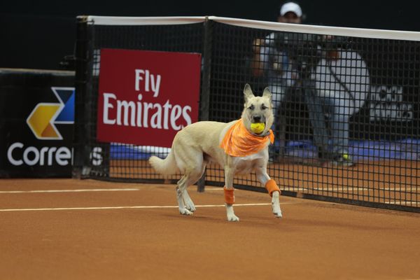 Perros callejeros serán alcanzapelotas en Abierto de Tenis en Brasil