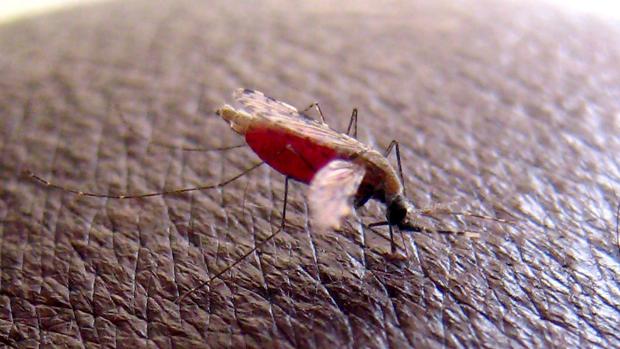 Nueva vacuna contra la malaria logra por primera vez una inmunidad plena