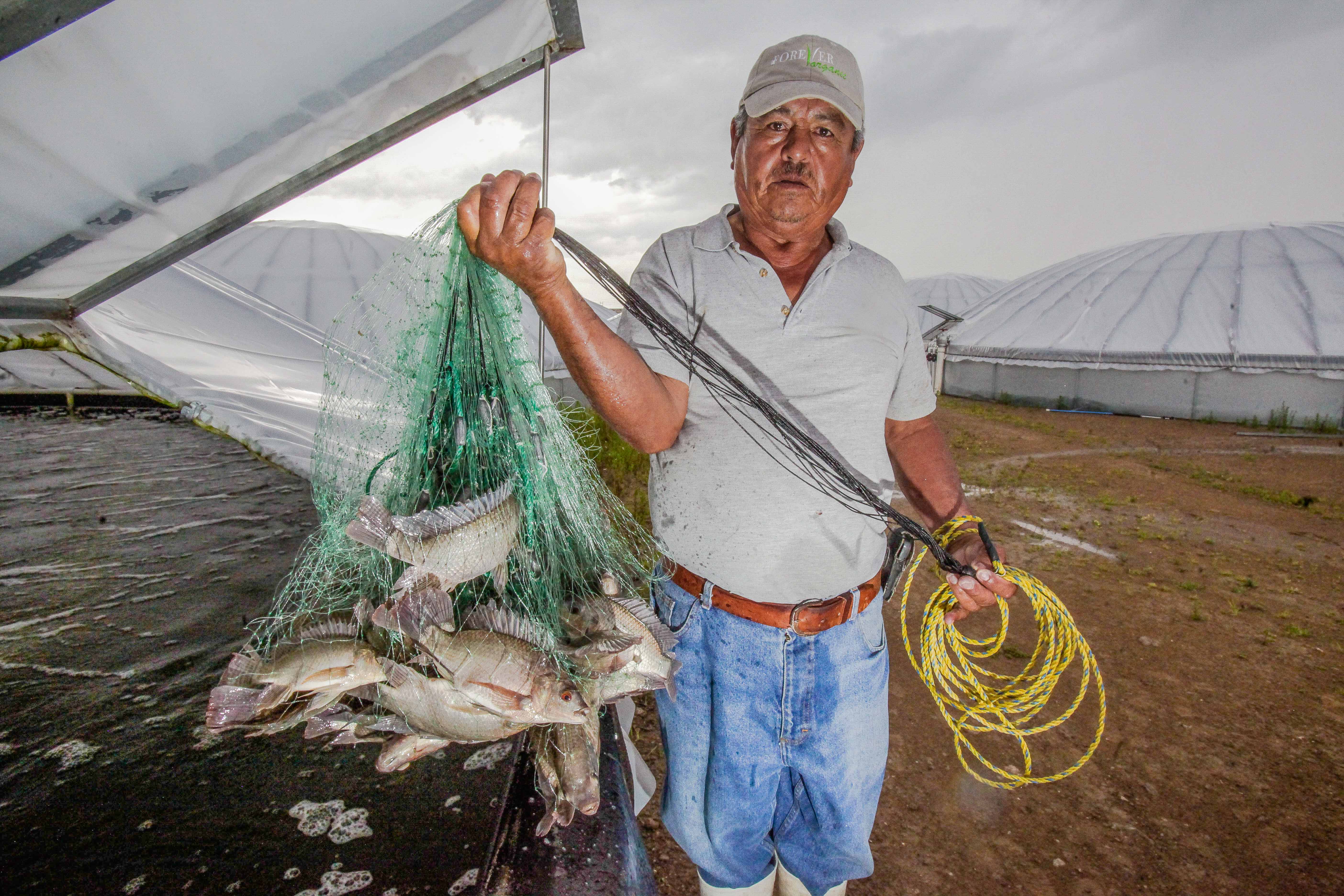 Producción de mojarra aumenta 15.6 por ciento en 2016: SAGARPA