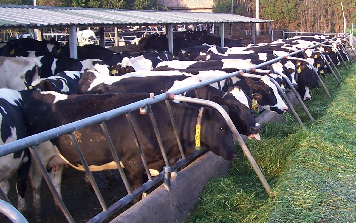 Productores de leche interpretan revisión del TLCAN como oportunidad para devolver la dinámica productiva del sector