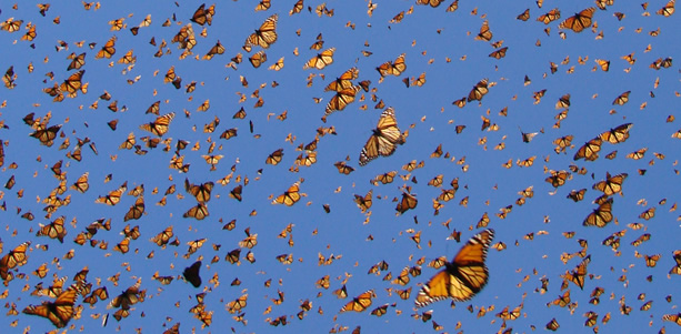 Monitoreo exhaustivo en trayecto de las mariposas monarca