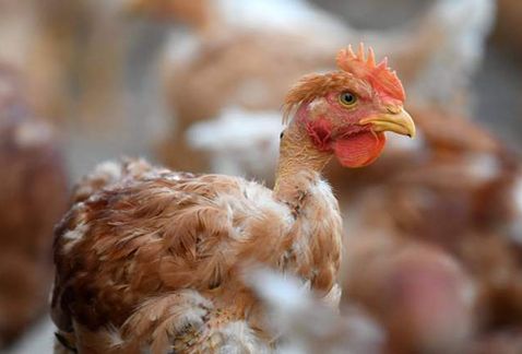 OMS descubre mutaciones de gripe aviar