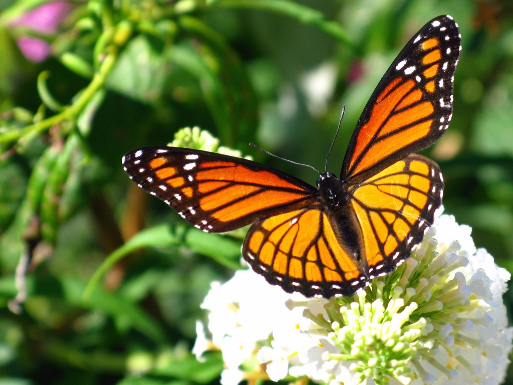 Comienza el Mes de la Mariposa Monarca en el Mariposario del Zoológico de Chapultepec.
