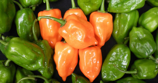 INIFAP desarrolla tecnología en producción de chile habanero sustentable