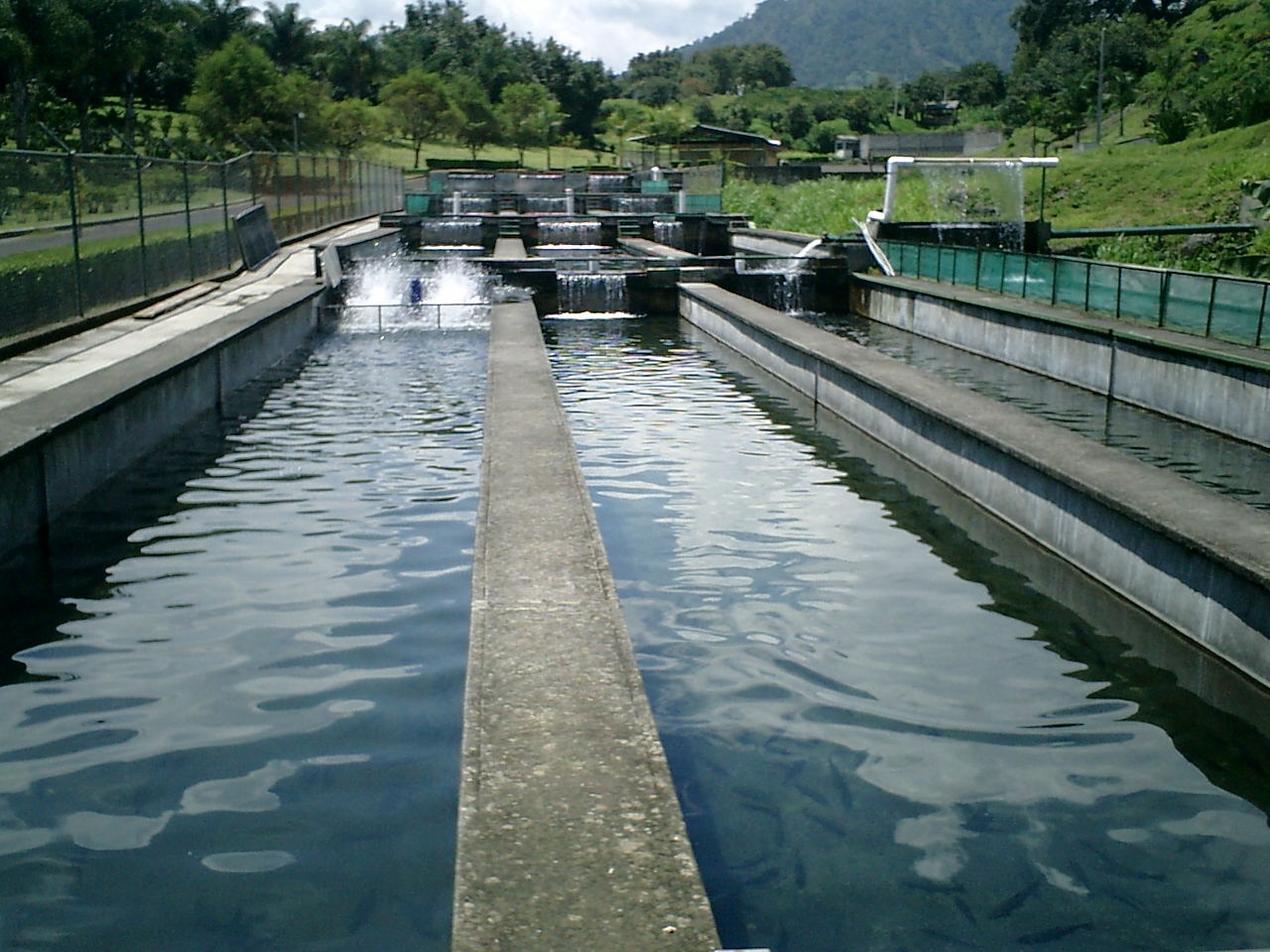 Crece la acuacultura en México y es referente en América Latina: SAGARPA