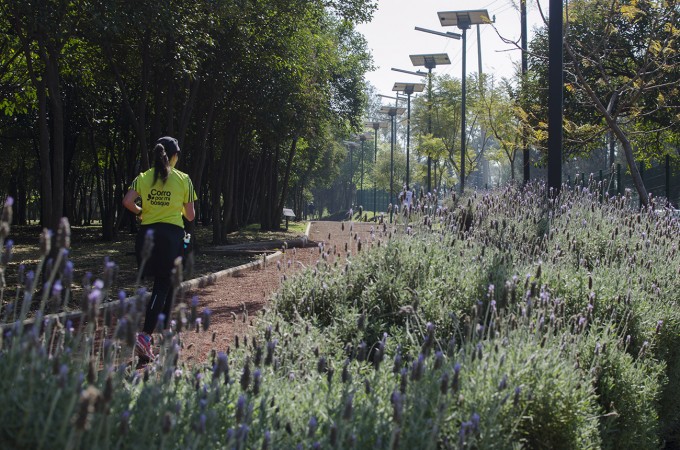 Acusan a Sedema de obstaculizar que Bosque de Tlalpan sea Reserva de la Biósfera Urbana ante UNESCO