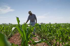 Productores piden realizar un diagnóstico sobre la situación del maíz en México