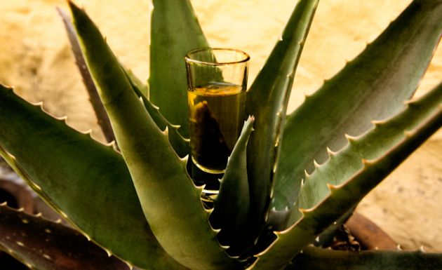 En línea ascendente: el mezcal