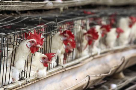 México reporta brote de virus de gripe aviaria H7N3 en granja comercial deJalisco