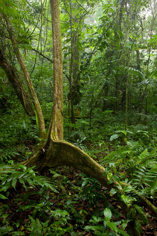 La Selva Lacandona  es amenazada por intereses privados: titular de la COCYP