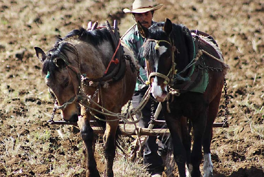 El campo mexicano está en parálisis productiva: UGOCP