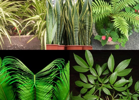Estas plantas ayudan a absorber el calor y purificar el aire