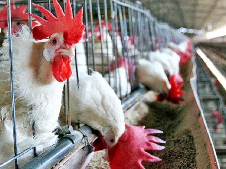 Descarta AMSDA repercusiones en salud y carestía por detección del virus gripe aviar