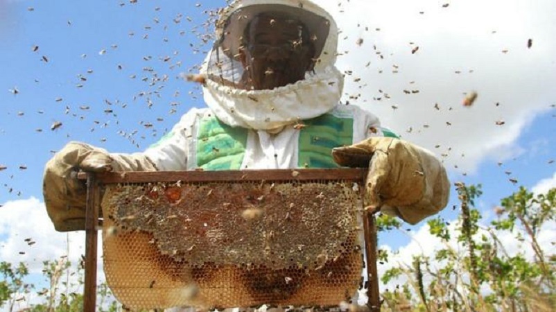 Anuncia SAGARPA nuevo programa para fomentar la producción de miel en México