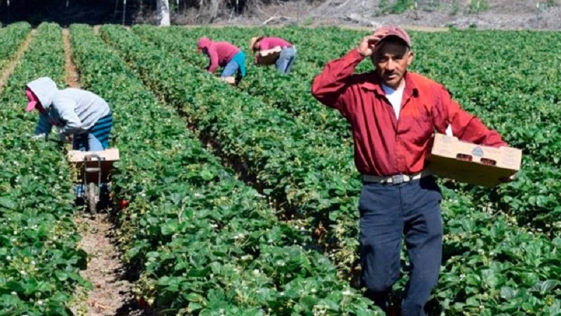 Otorgarán seguro de vida a 15 mil 500 agricultores michoacanos