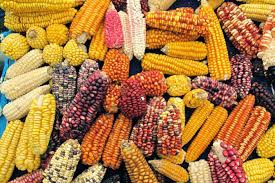 Productores mexicanos logran 8 mdd en ventas en feria agroalimentaria