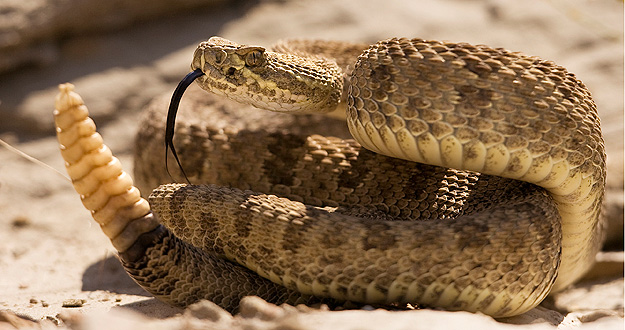 Realiza UAEM análisis integral de reptiles en el Estado de México