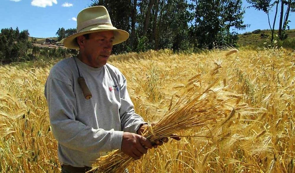 México con focos rojos en producción de trigo por cambio climático: ALCANO