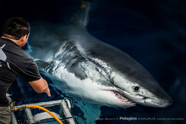 IPN colabora con la conservación del tiburón blanco