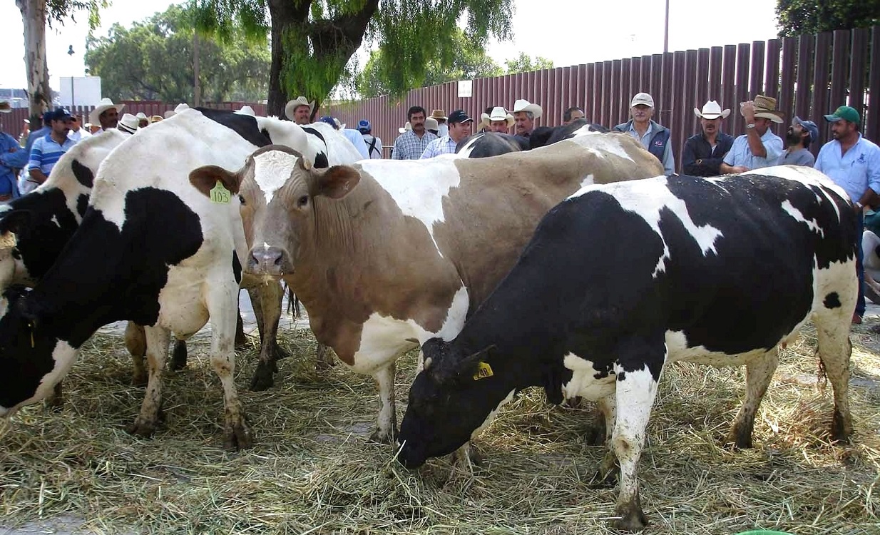 Exigen productores de leche salir del TLCAN