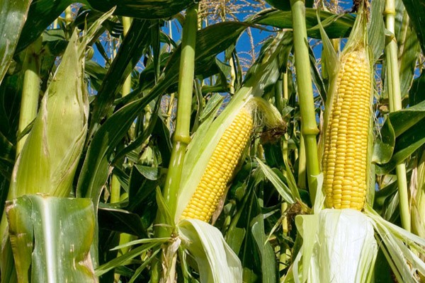 DIARIO EJECUTIVO: El TLC y los renglones torcidos del maíz