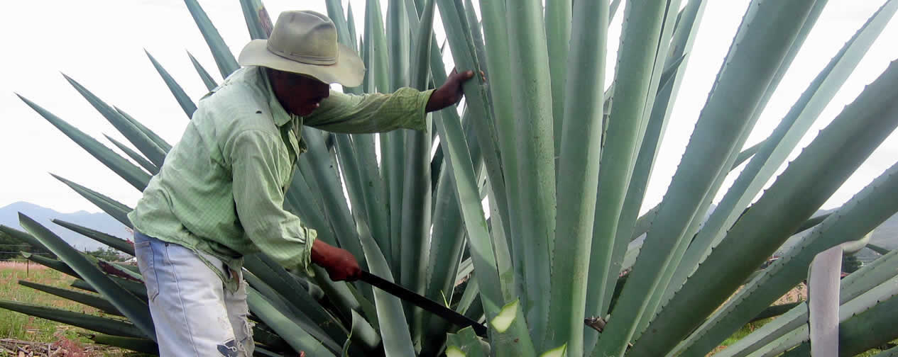 Crecimiento en industria mezcalera dependerá de la NOM 199