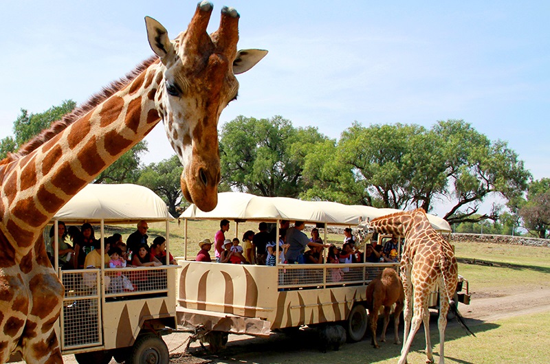 Hechos violentos en Teotihuacan no fueron en las instalaciones de Parque Temático Reino Animal