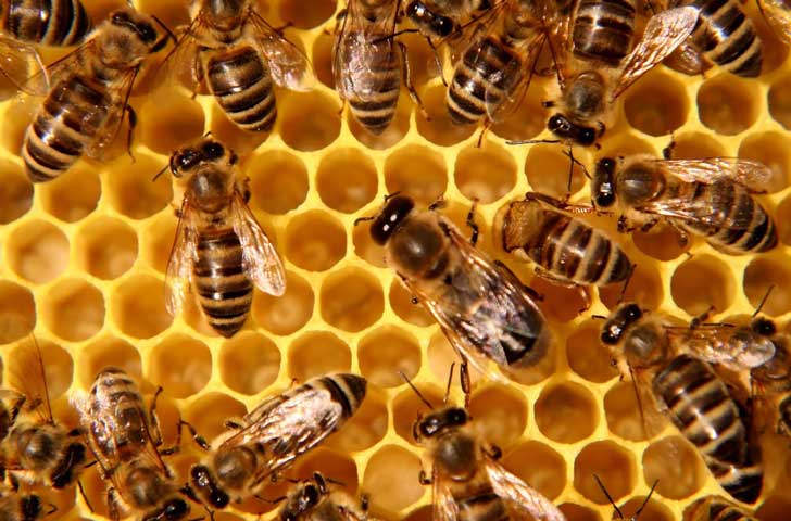 Implementa la SAGARPA estrategia para proteger a las abejas y fortalecer la producción de miel