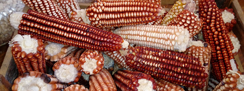 Se realizan investigaciones sobre las mutaciones del maíz mexicano