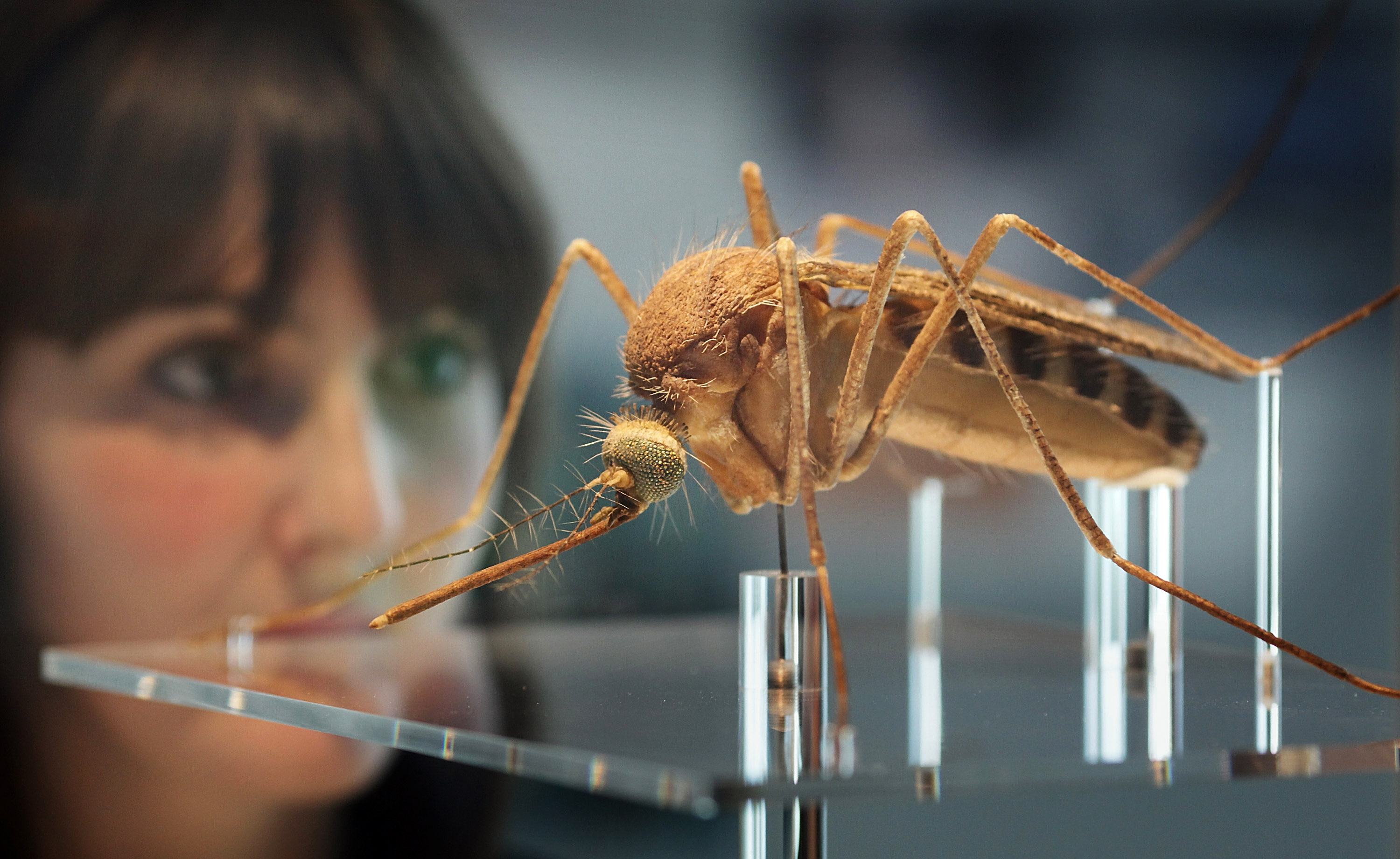 Google liberará 20 millones de mosquitos modificados en EU