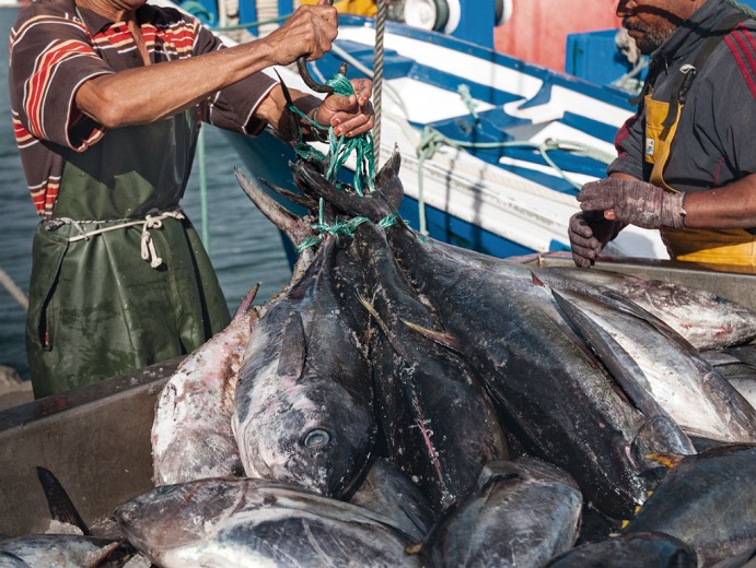 La OMC emite fallo que confirma el cumplimiento de EU a sus obligaciones en la disputa de atún
