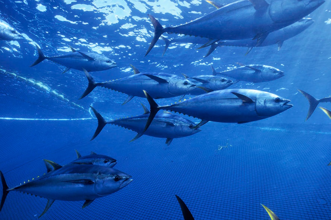 Anuncia SAGARPA veda temporal para la pesca de atún