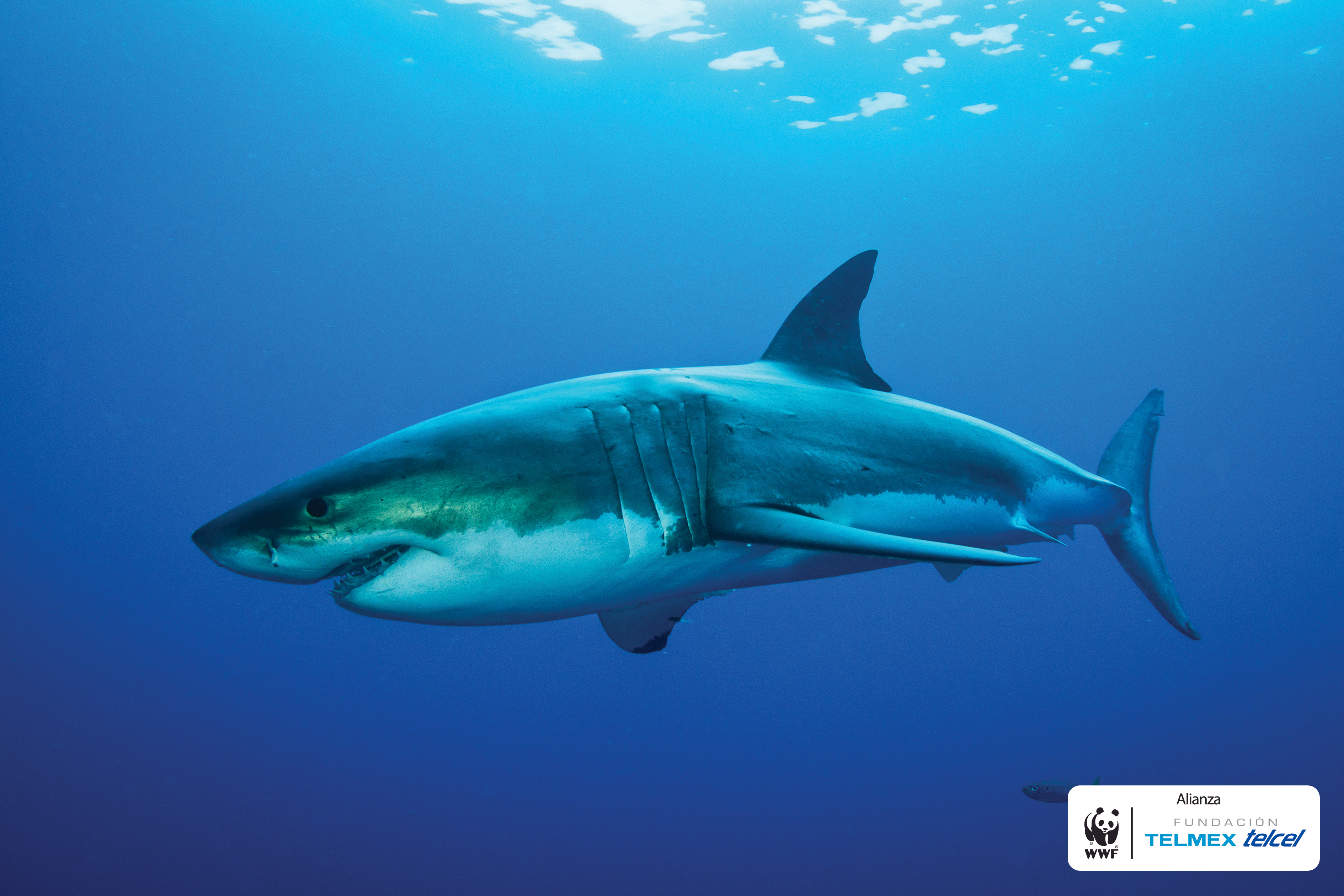 El gran tiburón blanco, habitante de la Isla Guadalupe en México
