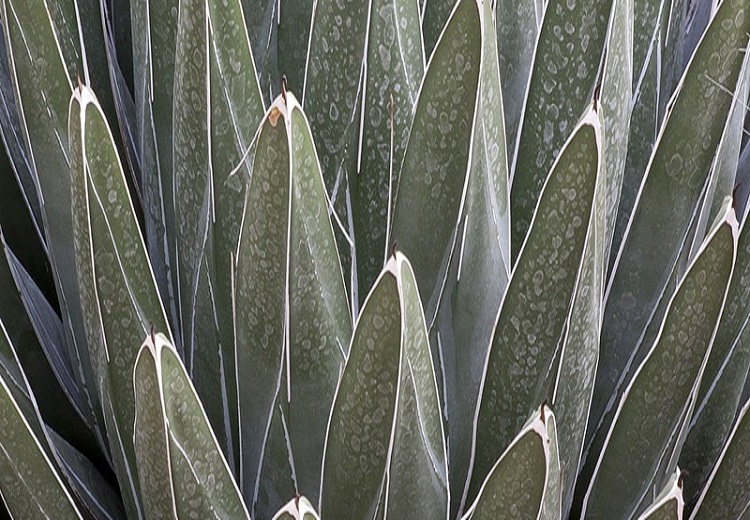 Crean investigadores del IPN bebida fermentada de agave