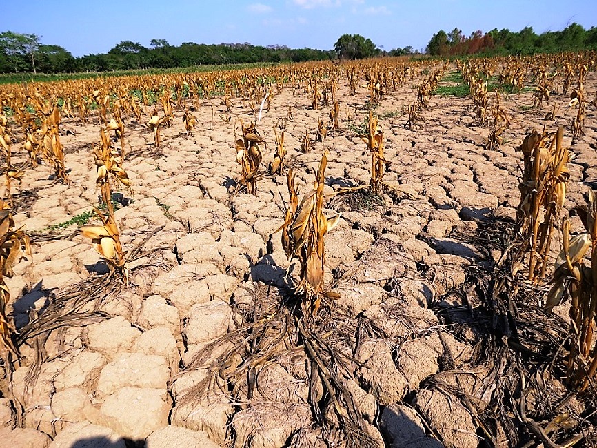 Alerta ONU del impacto del cambio climático en la inseguridad alimentaria