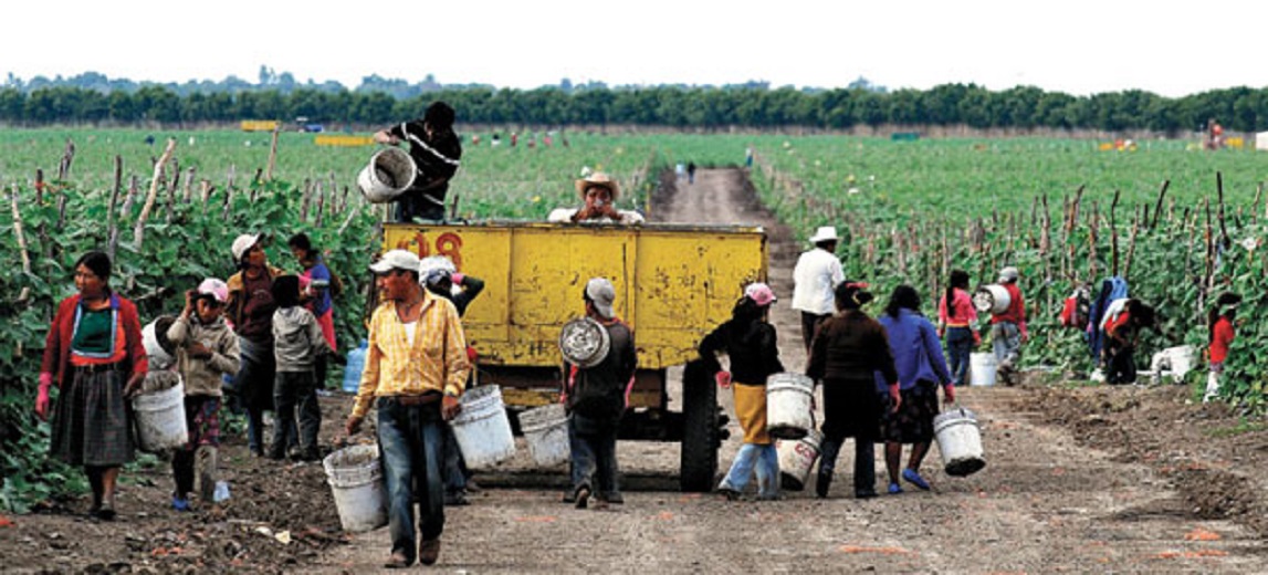 Lanza SAGARPA certificado de responsabilidad social en beneficio de jornaleros agrícolas del país