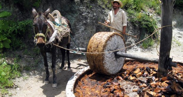 DEL ABSURDO COTIDIANO: Para todo mal mezcal y para todo bien también