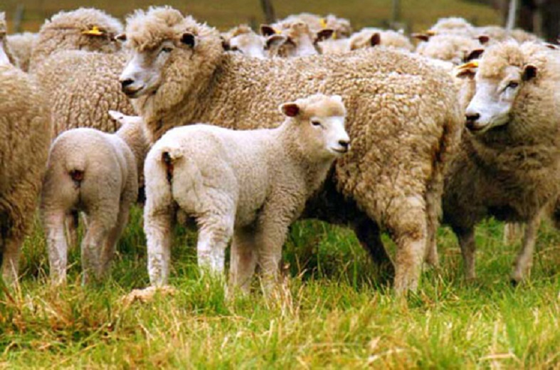 Apoya SAGARPA a ovinocultores nacionales para concretar venta de 31 mil 500 borregos a Honduras